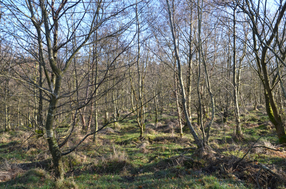 Young, broadleaf woodland