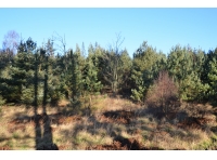 Feuars Wood - SOLD