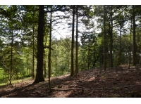 Haar Wood - SOLD