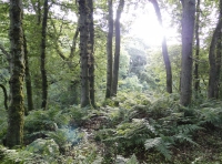 Inn Wood - SOLD