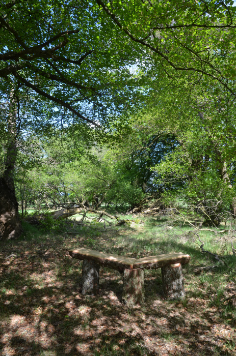 Woodland bench