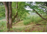 Knockshoggle Wood - SOLD