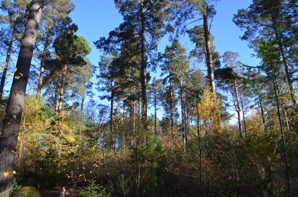 Mixed conifer and birch woodland