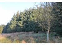 Maberry Wood