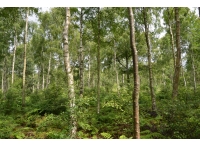 Mercat Wood - SOLD