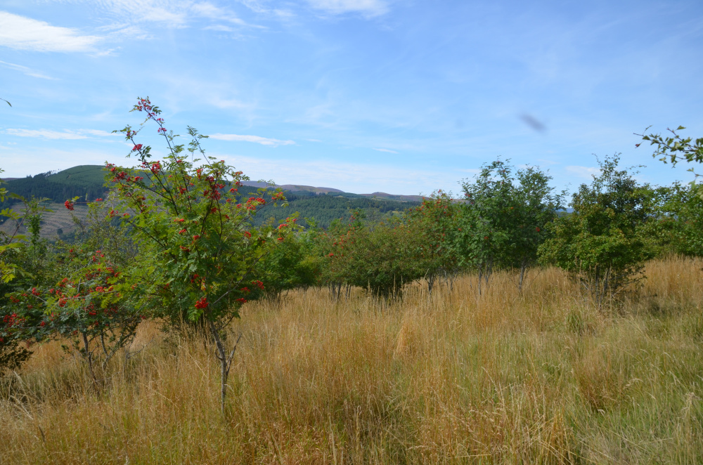 Rowan grove
