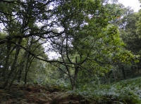 Old Oak Wood - SOLD