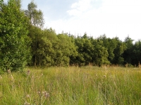 Strauss Wood