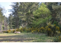 Tenter Wood - SOLD