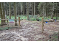 Tribune Wood