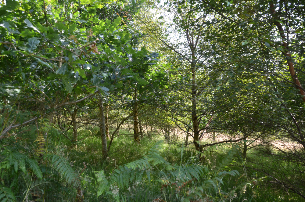 Oak & Birch