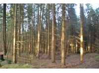 Upton Wood