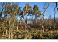 Wynd Wood - SOLD