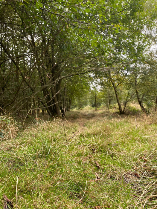 open flat area in Birchbank Wood