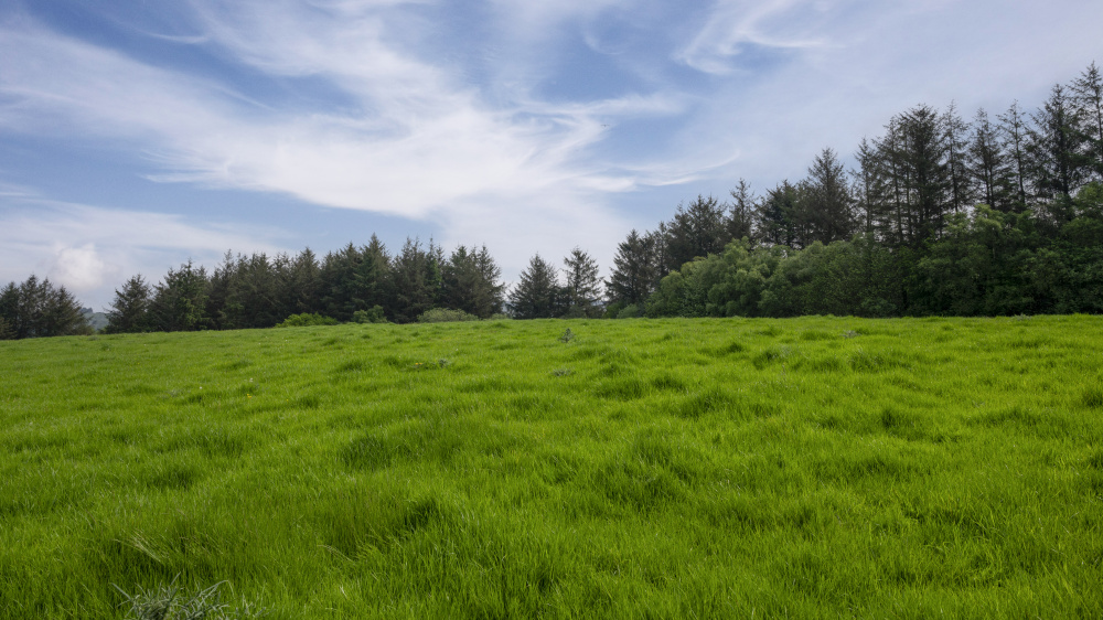 Beautiful open meadow land at Blundstone Paddock