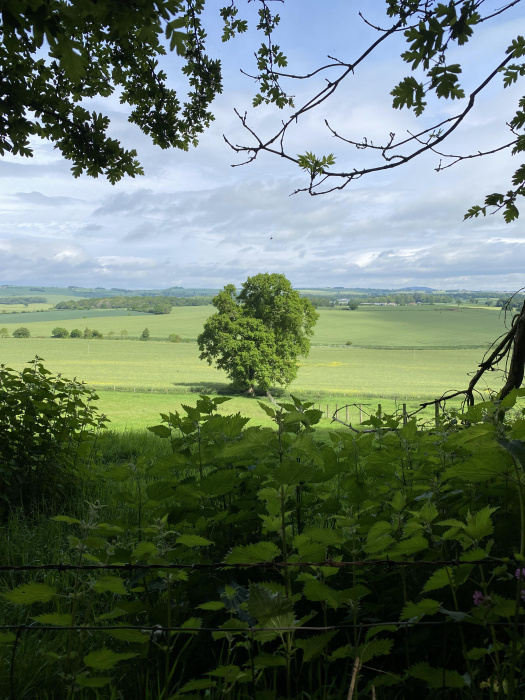 The view from Buckrams Wood across open Shropshire countryside