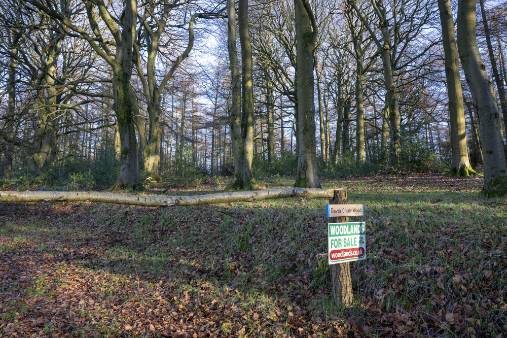 Welcome to Devil's Rock Wood