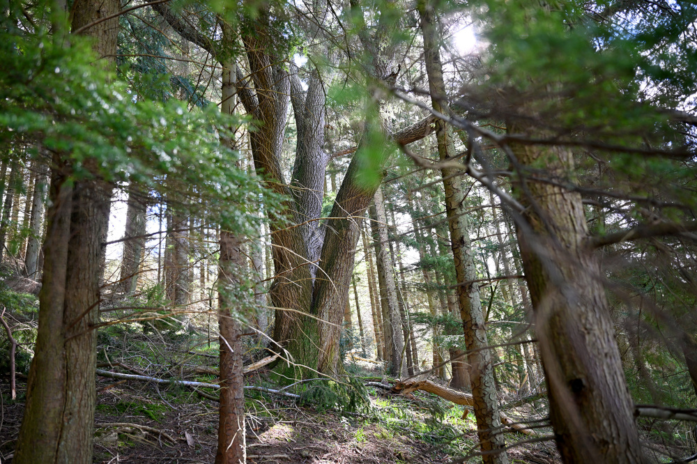 Huge Pioneer Oak trees