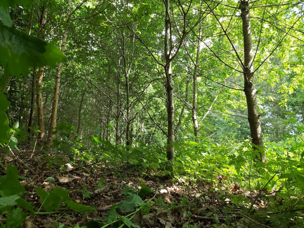 Dappled sunlight in the dense woodland