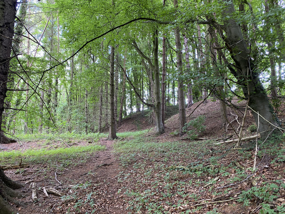 Rolling hillocks within the wood 