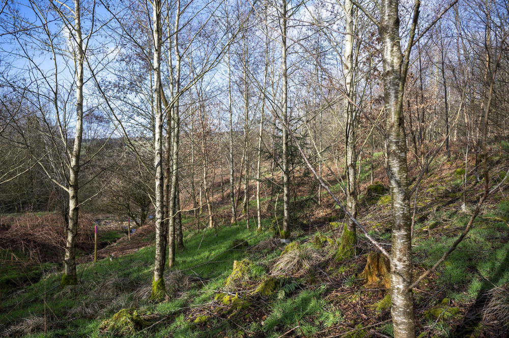 Coppicing in the lower part of Ritton Copse