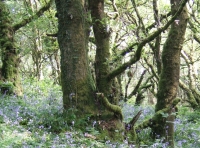 Allt Dderw - Oak Wood - SOLD