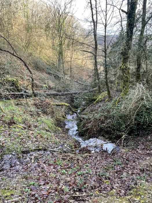 Stream at the south eastern end of the wood