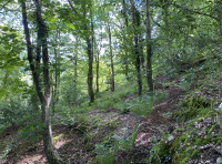 Allt Y Bedw (Birch Hill)