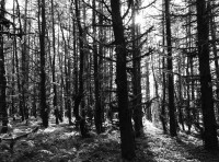 Allt-yr-Sgwarnog (Hare Wood)