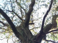 Badger Oak - SOLD