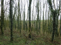 Banc Yr Onnen - Ash Bank - SOLD