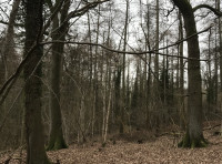 Baynham Wood - SOLD