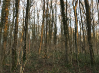 Camdore Wood - SOLD