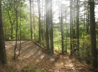 Castle Vale Wood - SOLD
