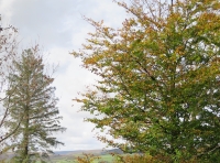 Coed Allt Ffawydd - Beech Hill Wood - SOLD