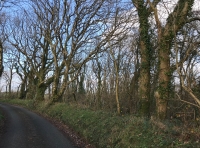 Coed Allt Y Cnap (Top Of The Hill Wood)