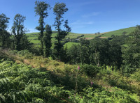 Coed Allt Yr Ffynnon (Springbank Wood) - SOLD