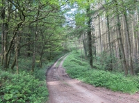 Coed Cleddau - SOLD