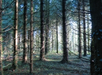 Coed Coesgoch - Redshank Wood - SOLD