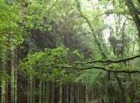 Coed Cogan