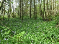 Coed Cwch Gwenyn - Beehive Wood - SOLD