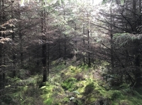 Coed Cwcw - Cuckoo Wood - SOLD