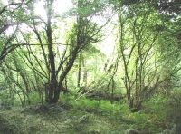 Coed Cwm - SOLD