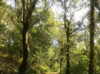 Coed Cwmere - SOLD