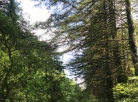 Coed Deythur - SOLD