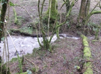 Coed Dinas - Dinas Wood - SOLD