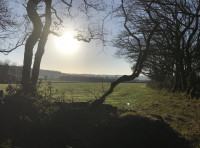Coed Ffordd Pererin (Pilgrim's Way Wood)