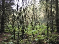 Coed Frân - SOLD