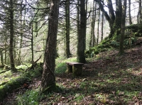 Coed Gafr (Goat Wood ) - SOLD