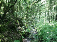 Coed Gwas Y Neidr (Dragonfly Wood) - SOLD